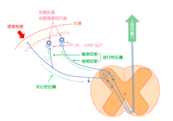 鍼のメカニズムの画像